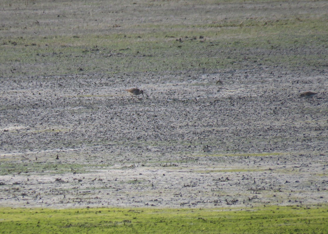 Sharp-tailed Sandpiper - ML112091781