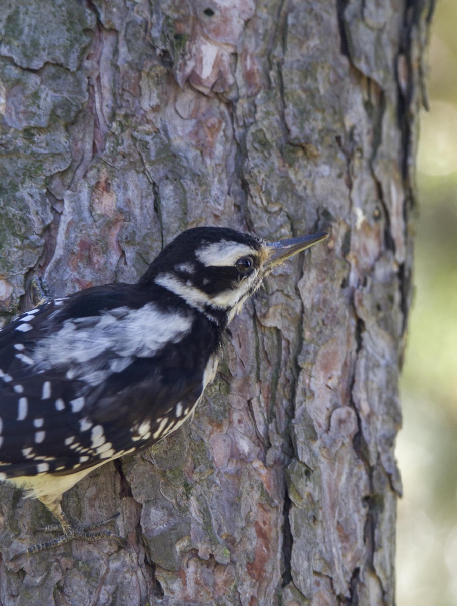 Hairy Woodpecker - ML112091821