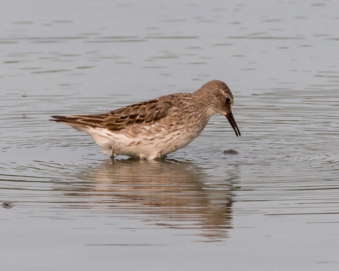 White-rumped Sandpiper - ML112092001