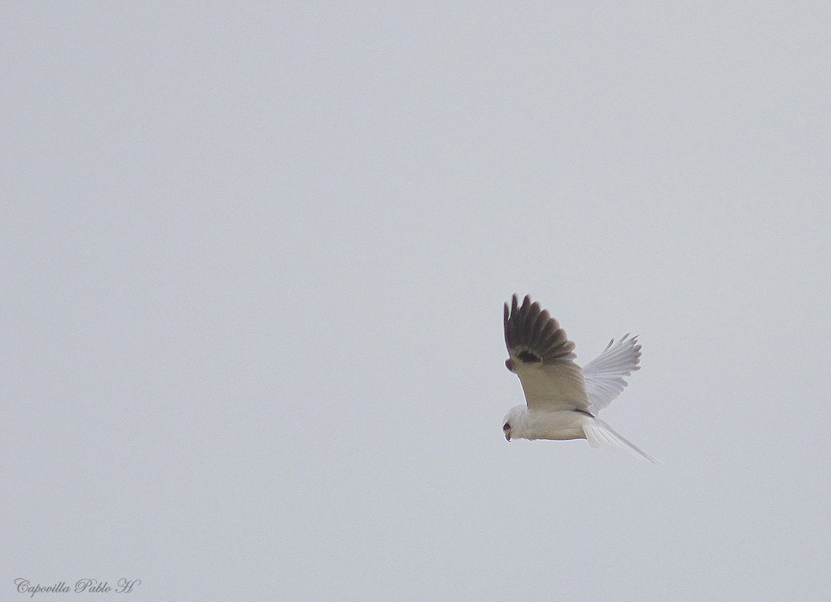 White-tailed Kite - ML112092611