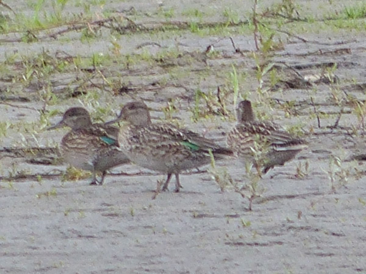 Green-winged Teal - ML112092851