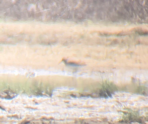 Baird's Sandpiper - ML112093591