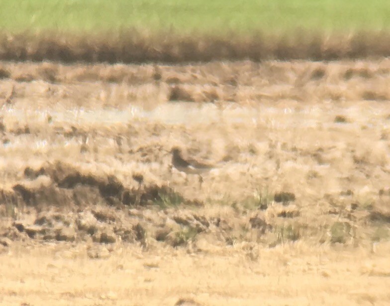 Baird's Sandpiper - ML112093601
