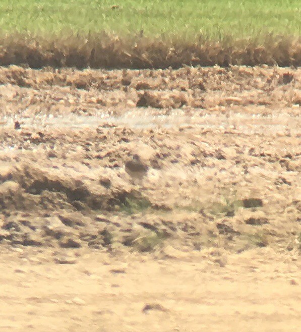 Baird's Sandpiper - ML112093611
