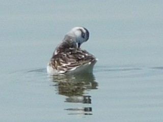 Red-necked Phalarope - ML112094701