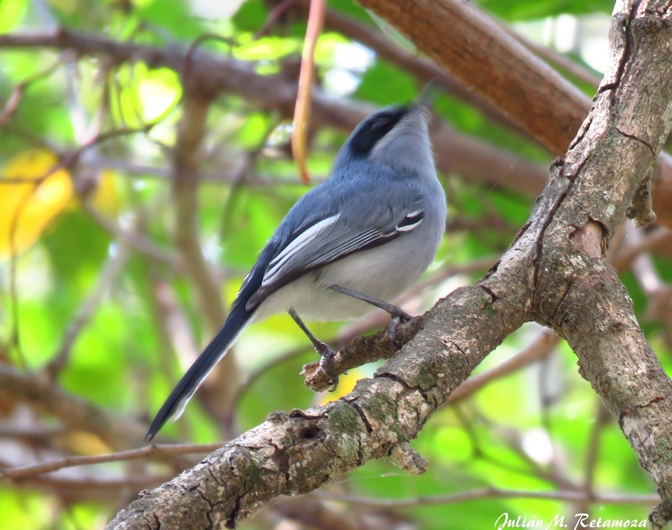 Masked Gnatcatcher - ML112094731