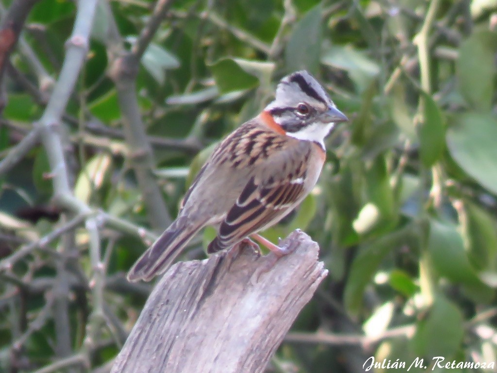 Rufous-collared Sparrow - ML112094881