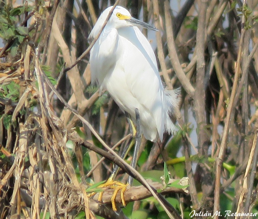 Snowy Egret - Julián Retamoza