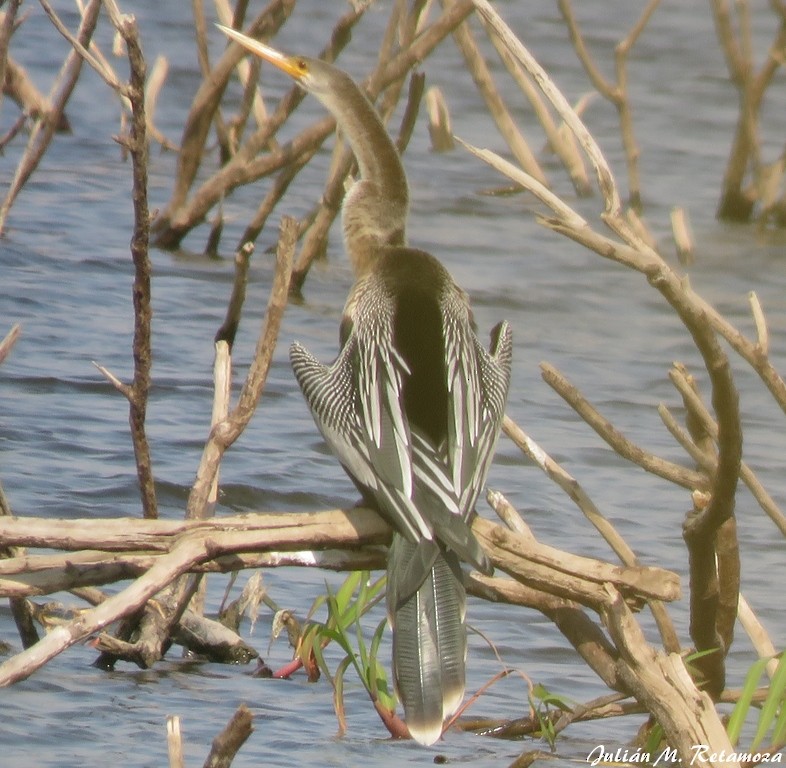 Anhinga - Julián Retamoza