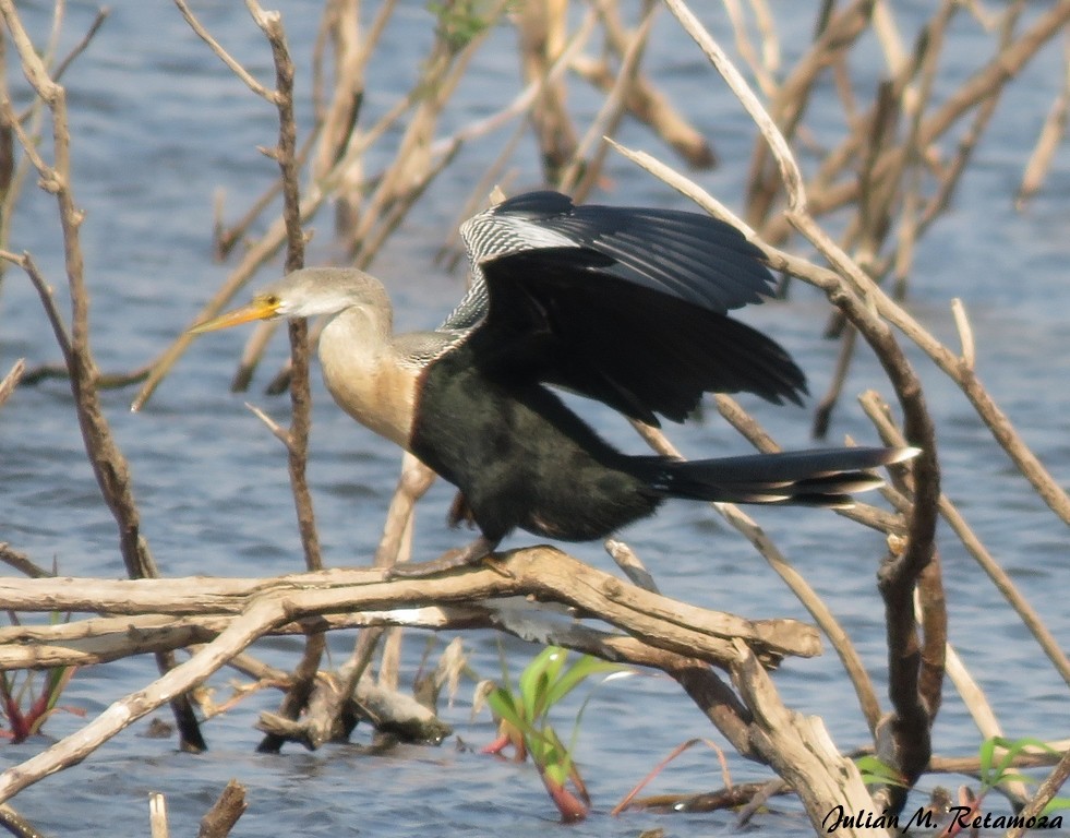 Amerika-Schlangenhalsvogel - ML112095221