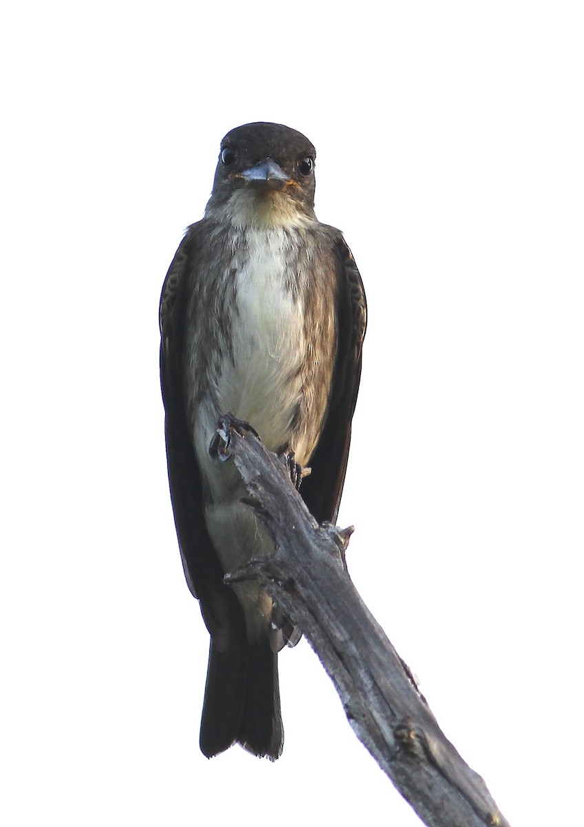 Olive-sided Flycatcher - ML112095591