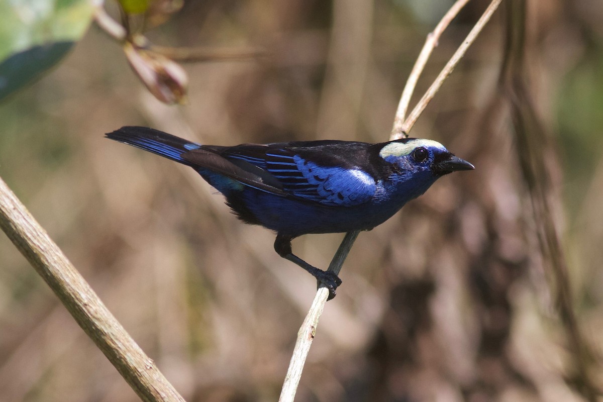 Opal-crowned Tanager - Gabriel Leite