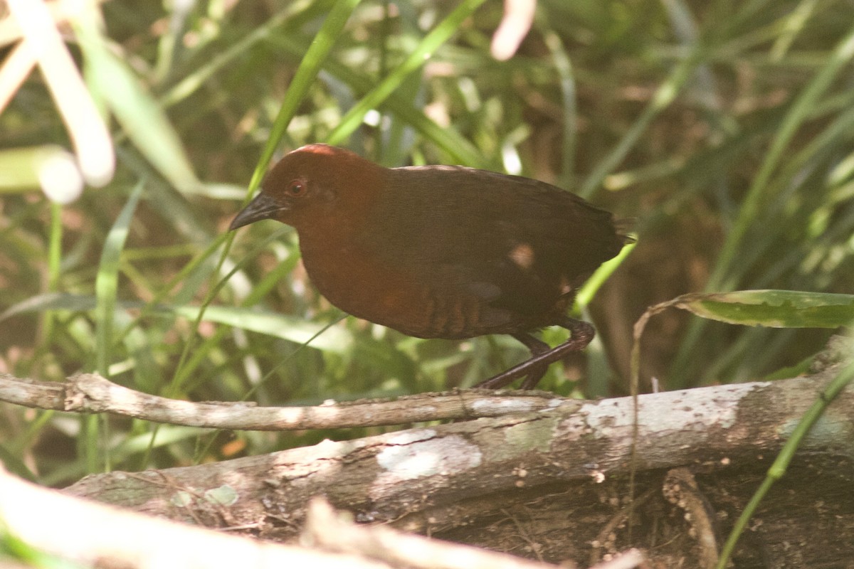 Black-banded Crake - ML112095931