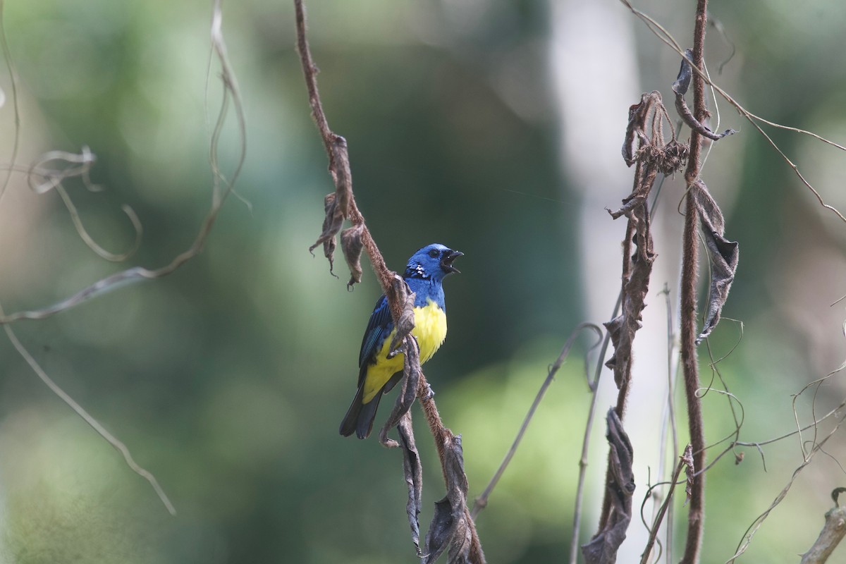 Turquoise Tanager - ML112095971