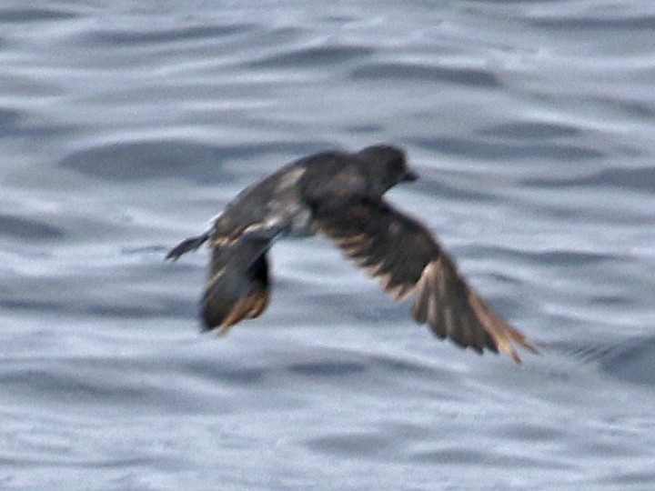 Cassin's Auklet - ML112096981