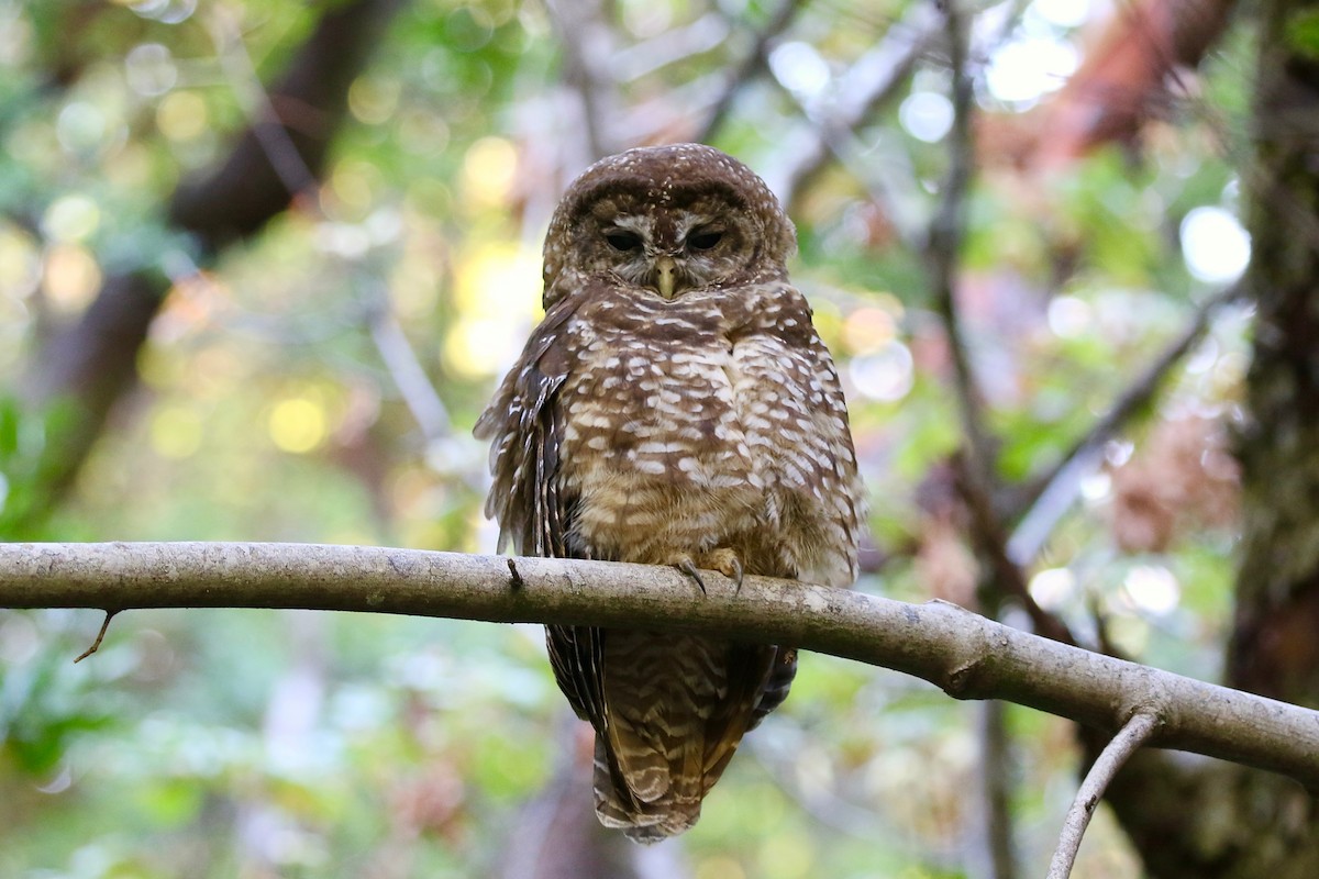 Spotted Owl - Mark Stephenson