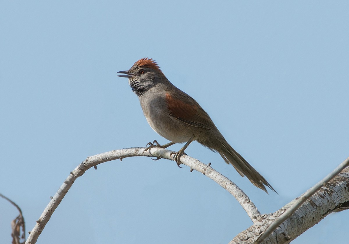 Cinereous-breasted Spinetail - LUCIANO BERNARDES