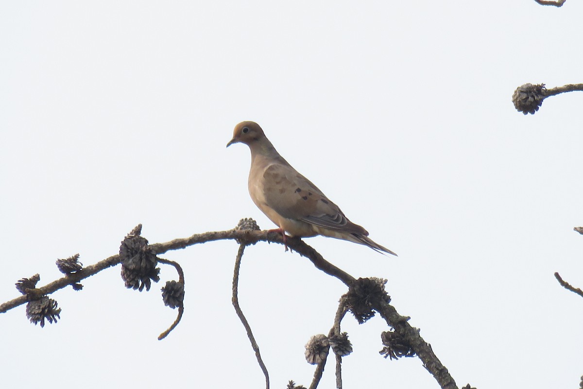 Mourning Dove - ML112098401