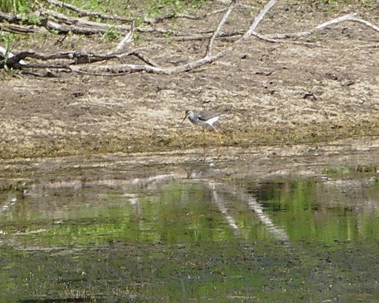 Greater Yellowlegs - ML112098871