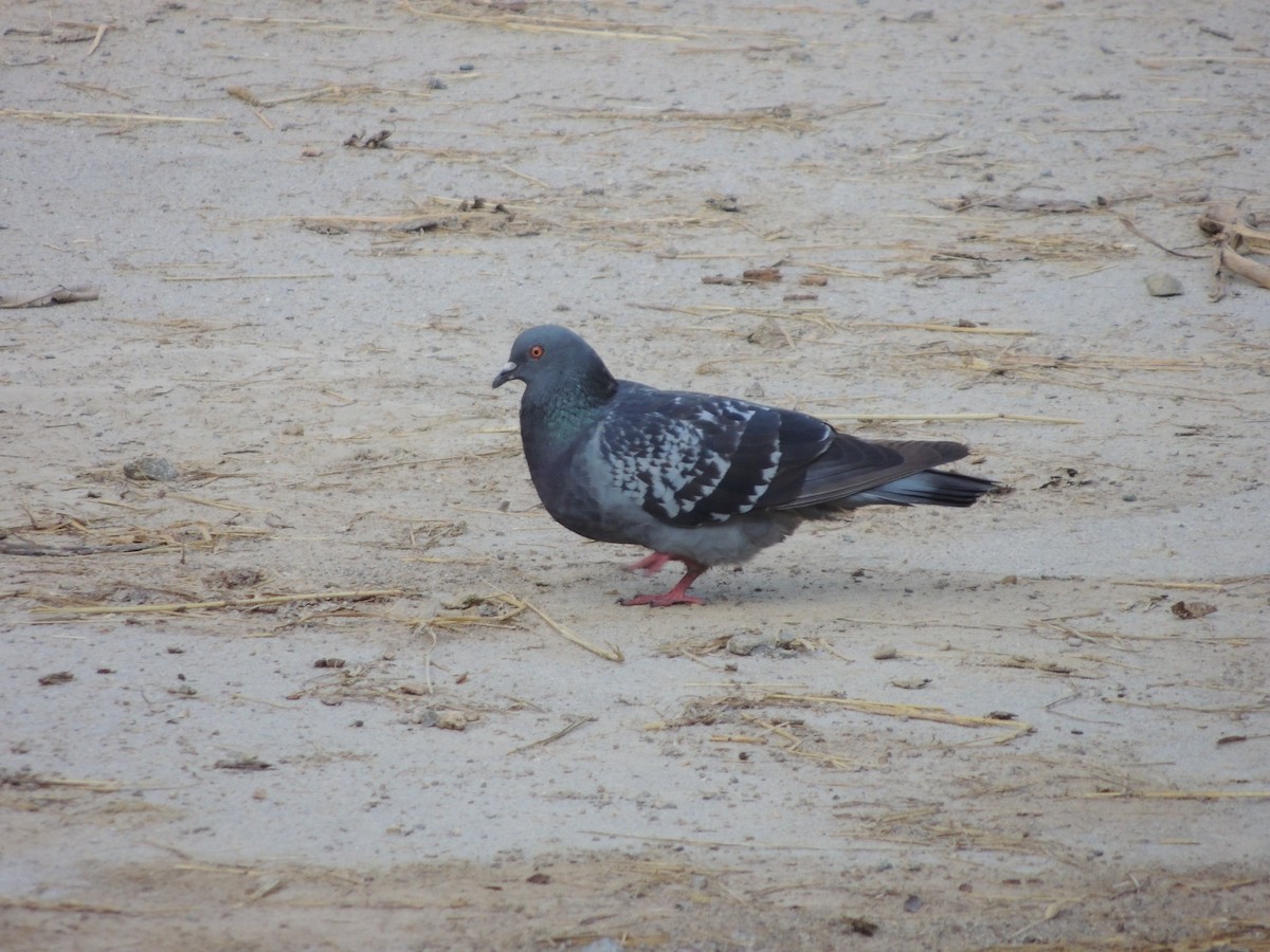 Rock Pigeon (Feral Pigeon) - ML112099101