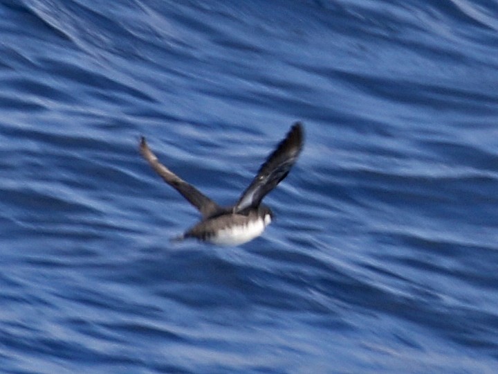 Craveri's Murrelet - ML112099261