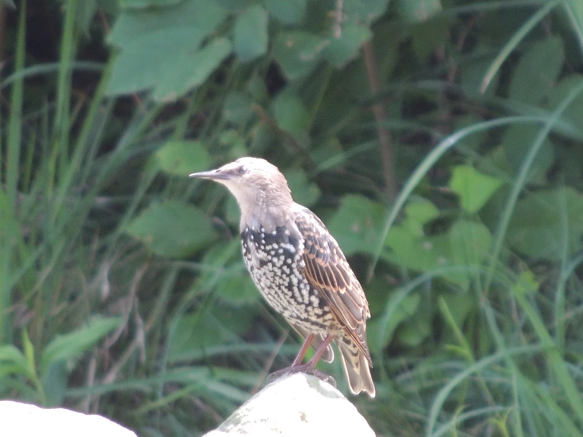 European Starling - ML112099761