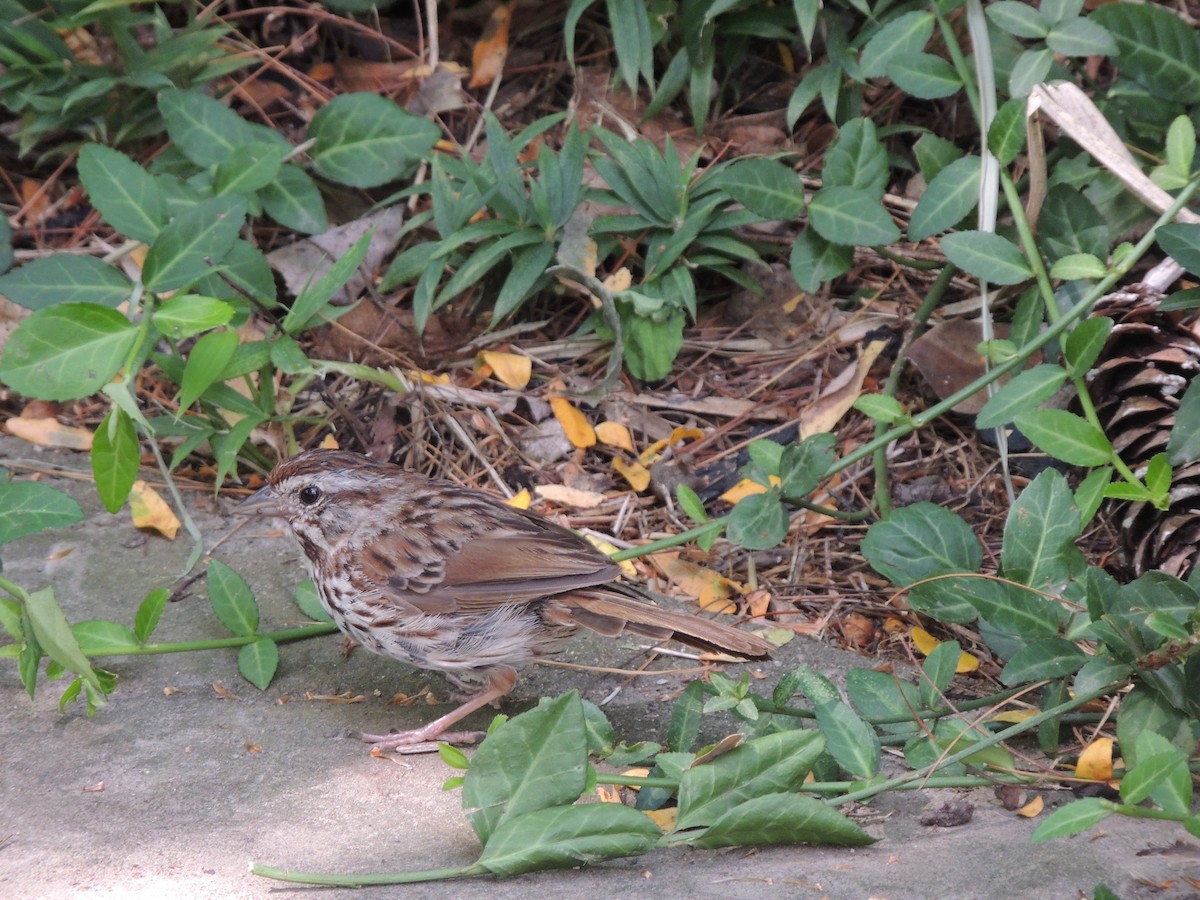 Song Sparrow - Bill Stanley