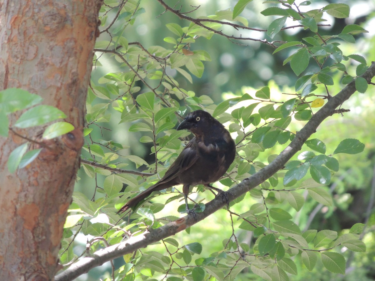 Common Grackle - ML112100081