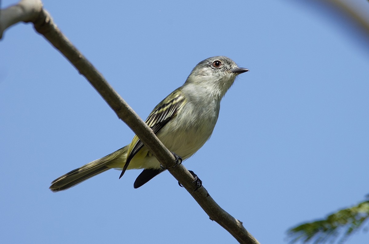 Gray-headed Elaenia - ML112100341