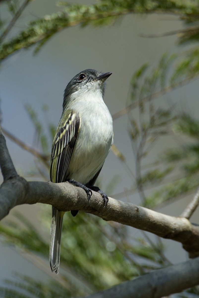 Gray-headed Elaenia - ML112100361