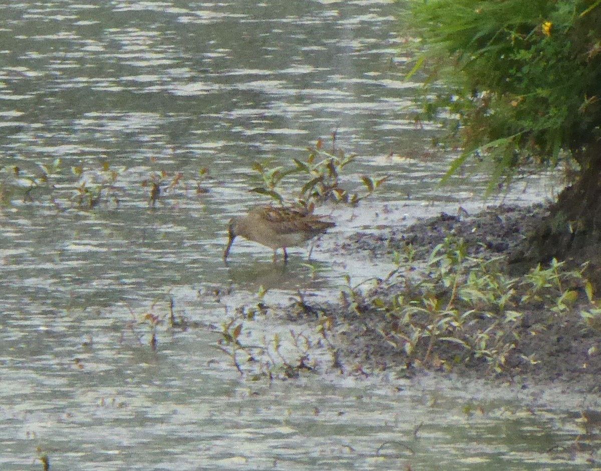 shorebird sp. - Doug Niwa