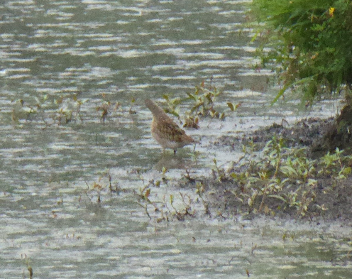 shorebird sp. - ML112101881