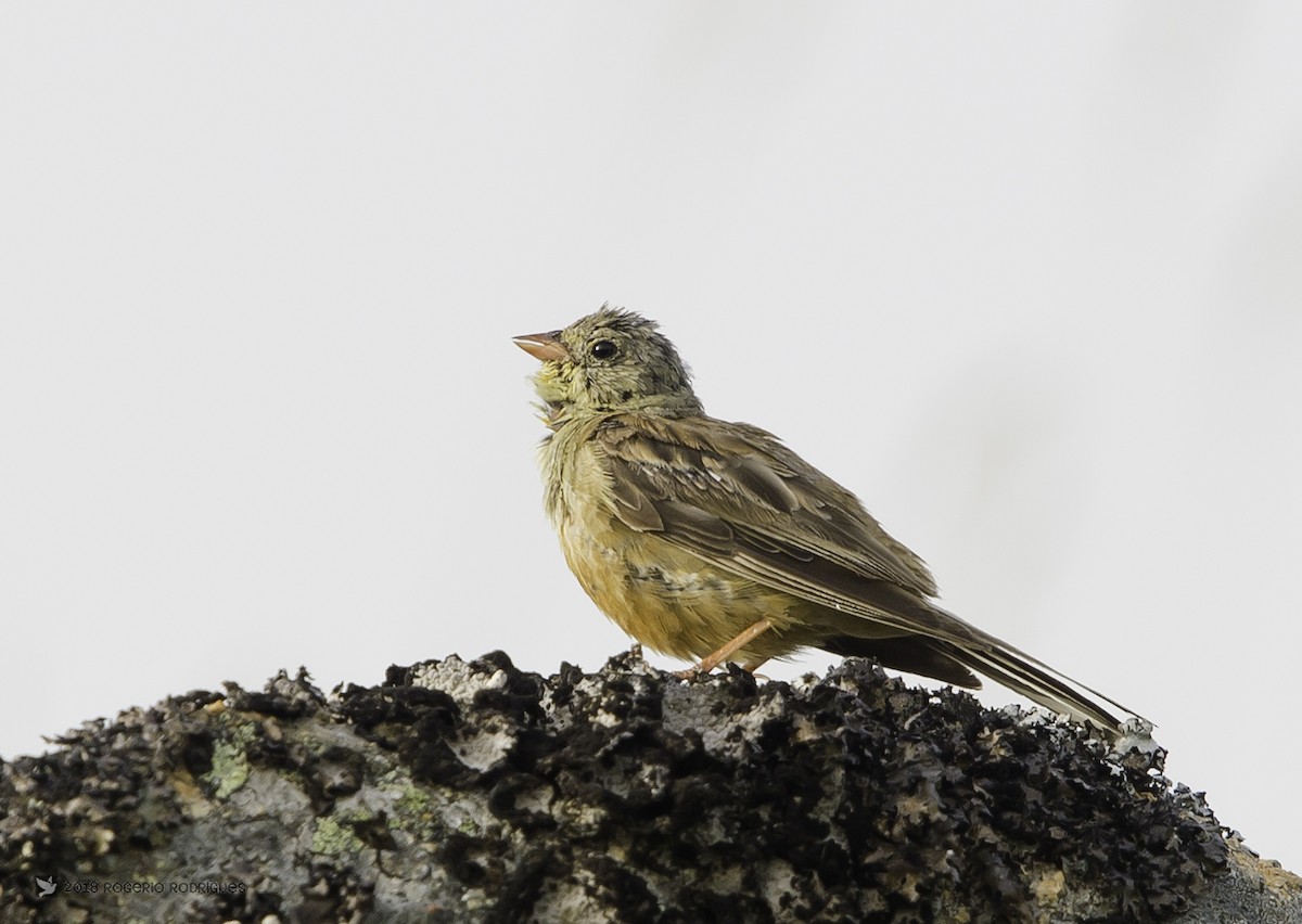 Ortolan Bunting - ML112102081