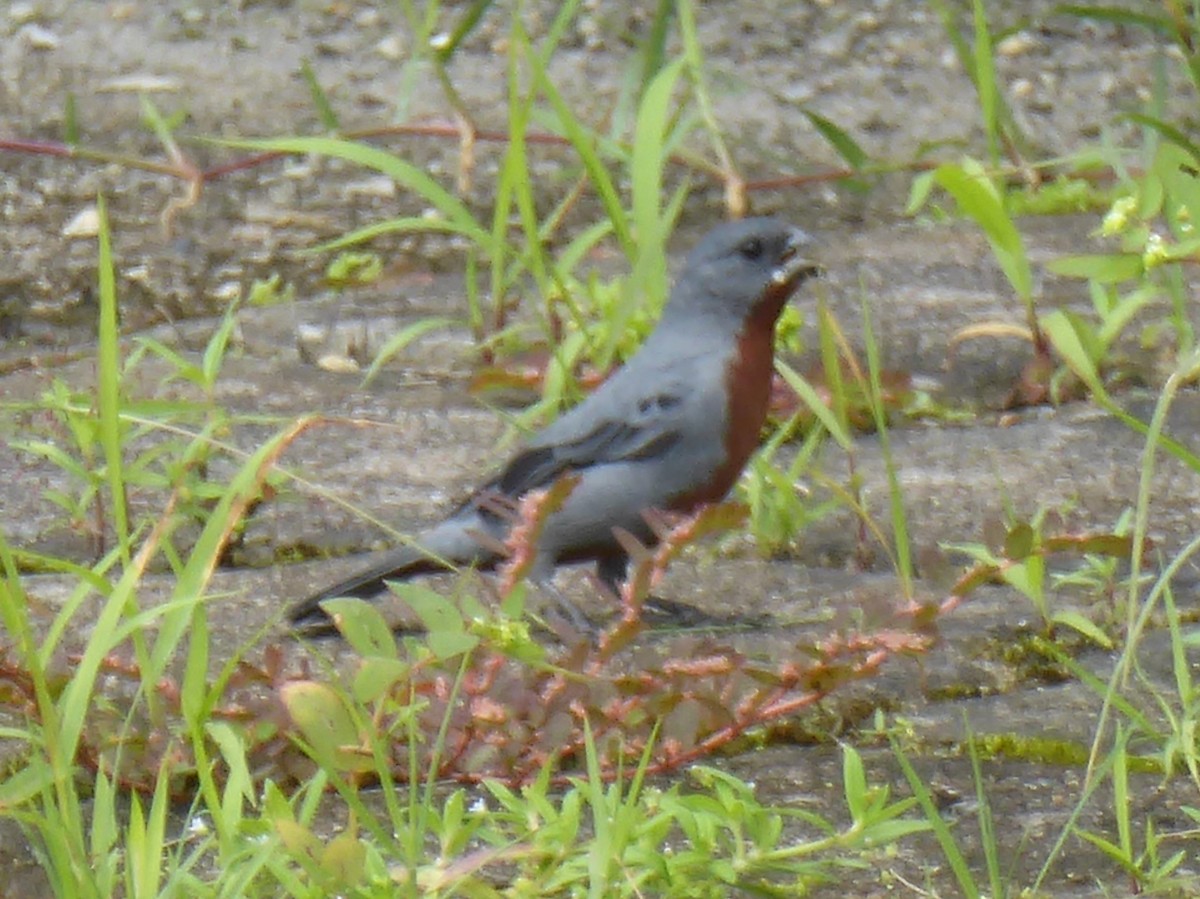 Chestnut-bellied Seedeater - ML112104301