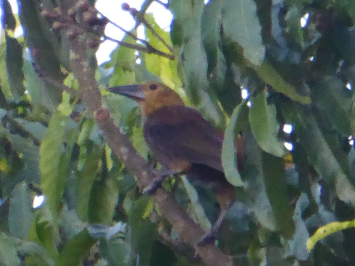 Russet-backed Oropendola - ML112104711