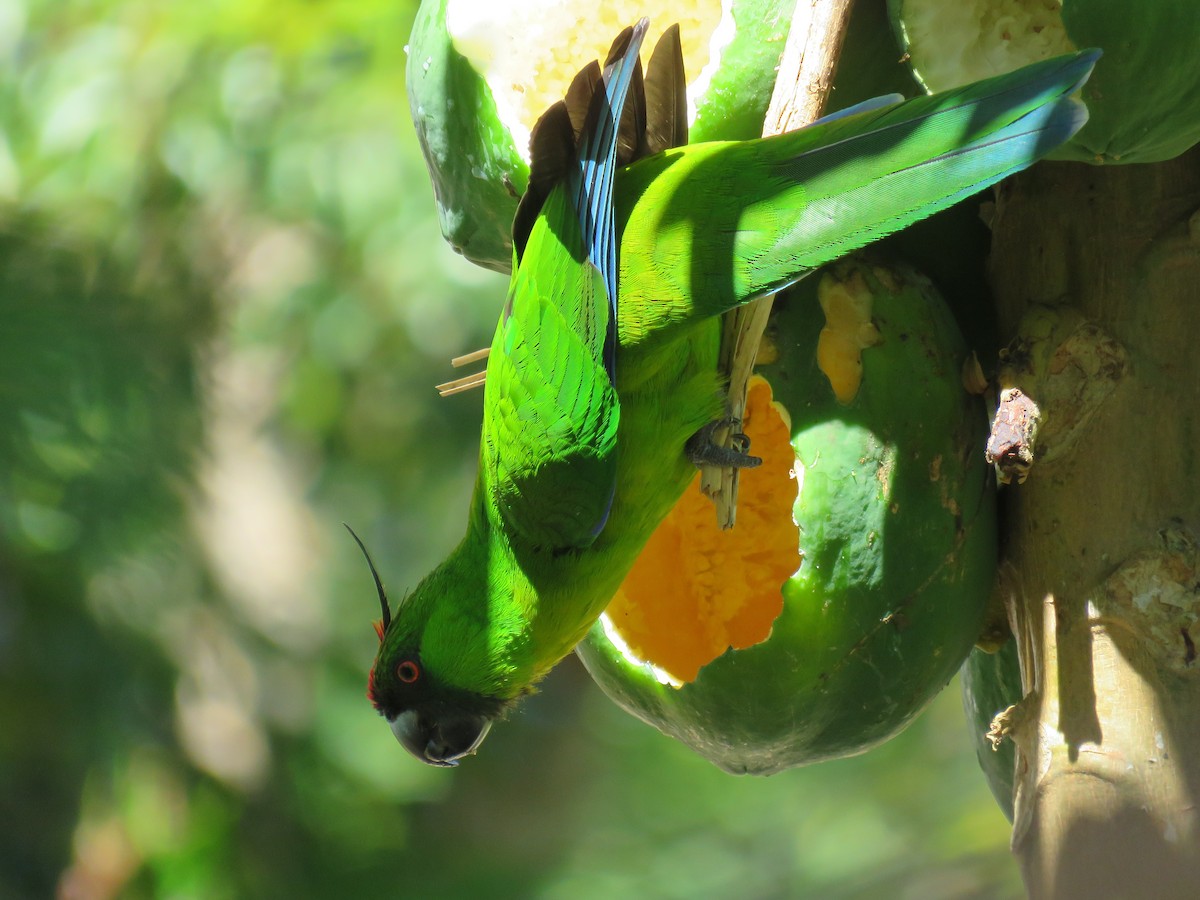 Ouvea Parakeet - Sue Beatty