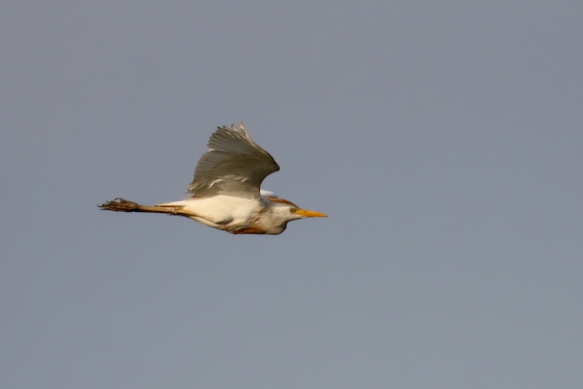 ニシアマサギ - ML112105721