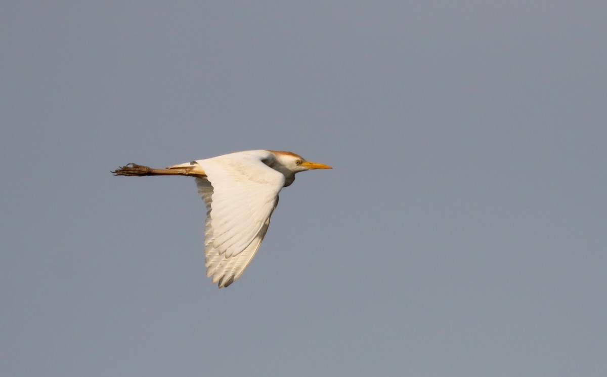 Чапля єгипетська (підвид ibis) - ML112105781