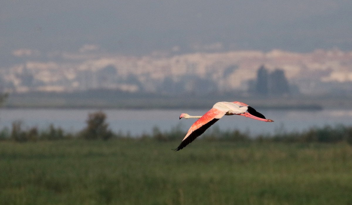 Flamingo - ML112105931