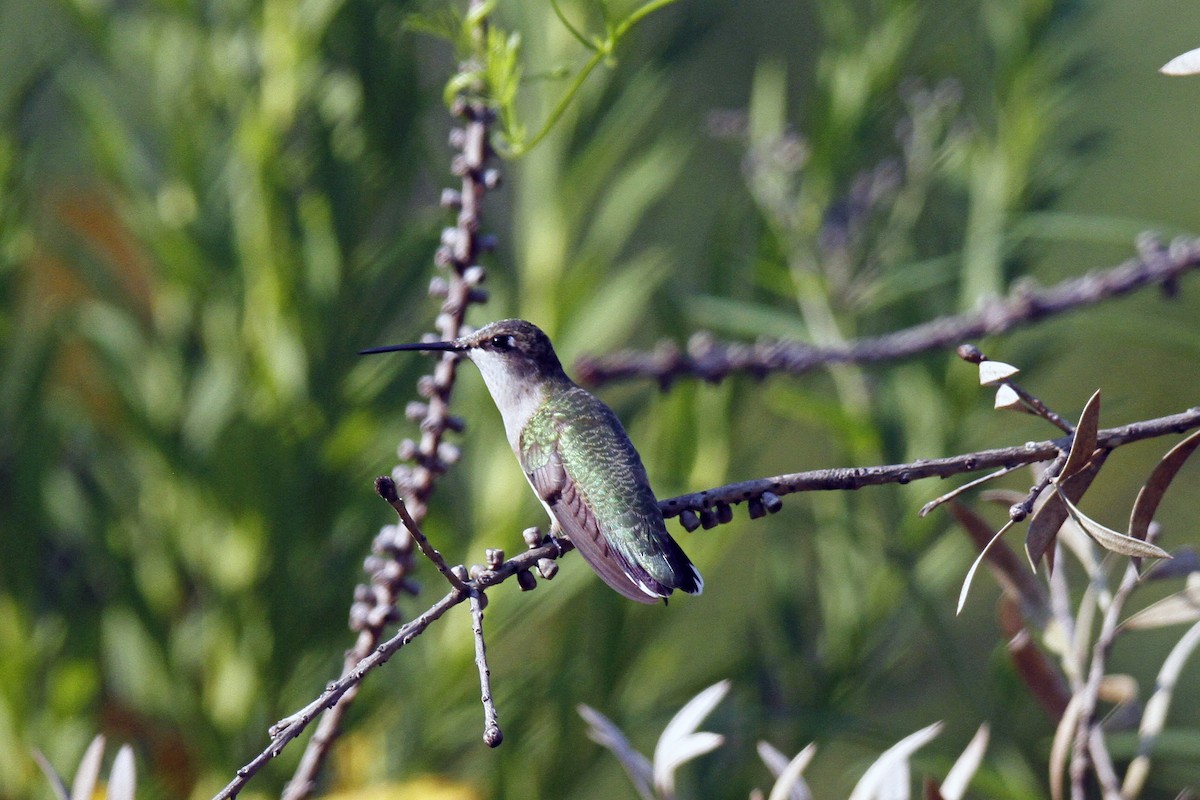 Ruby-throated Hummingbird - ML112106871