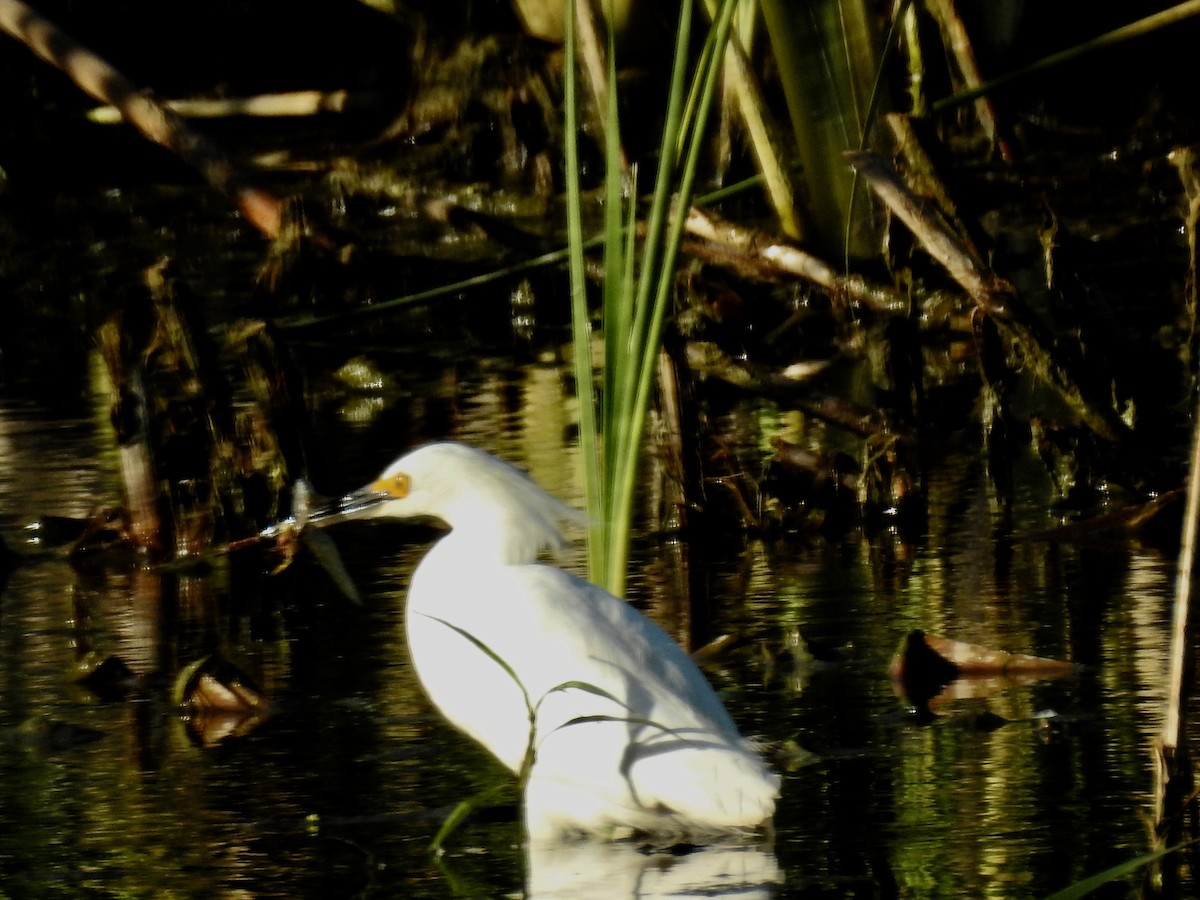 Snowy Egret - ML112107081