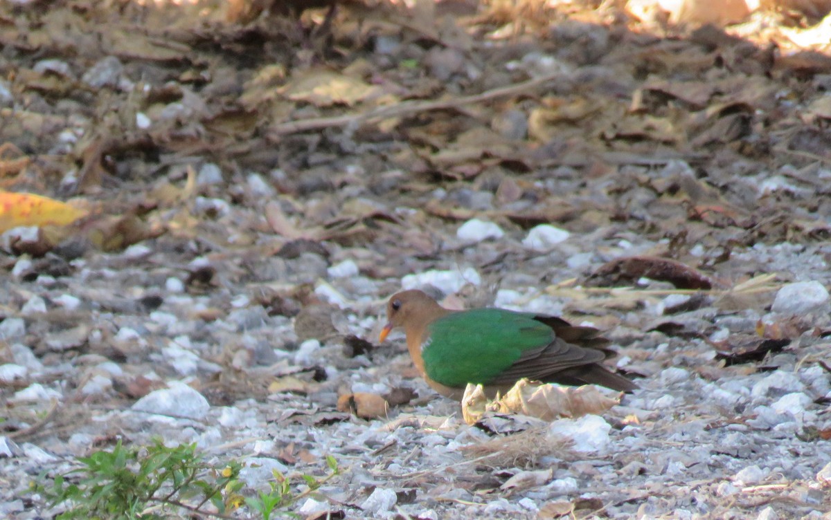 Pacific Emerald Dove - Sue Beatty