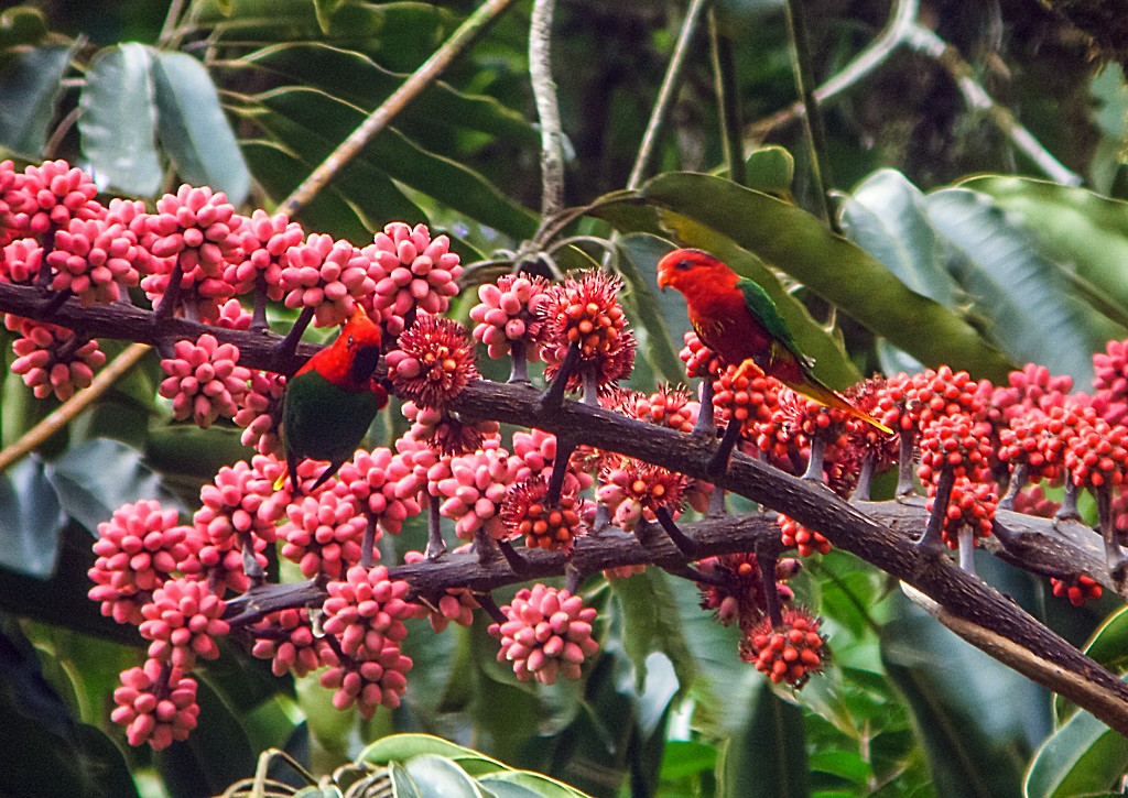 Fairy Lorikeet - ML112107991