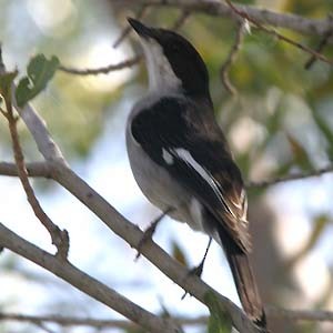 Fiscal Flycatcher - ML112108701