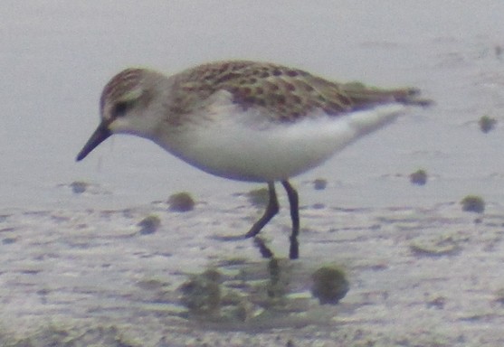 Semipalmated Sandpiper - ML112109401