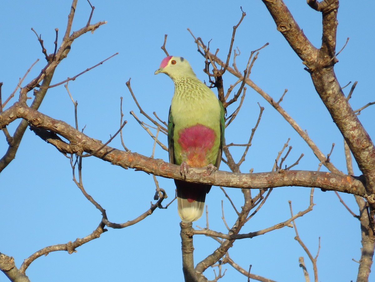 Red-bellied Fruit-Dove - Sue Beatty