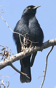 Pale-winged Starling - ML112110901