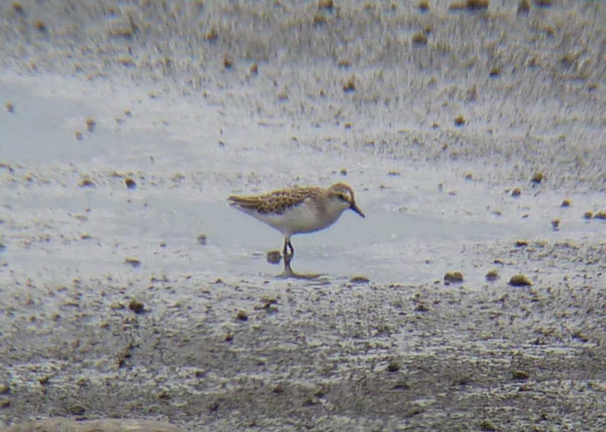 Semipalmated Sandpiper - ML112111021