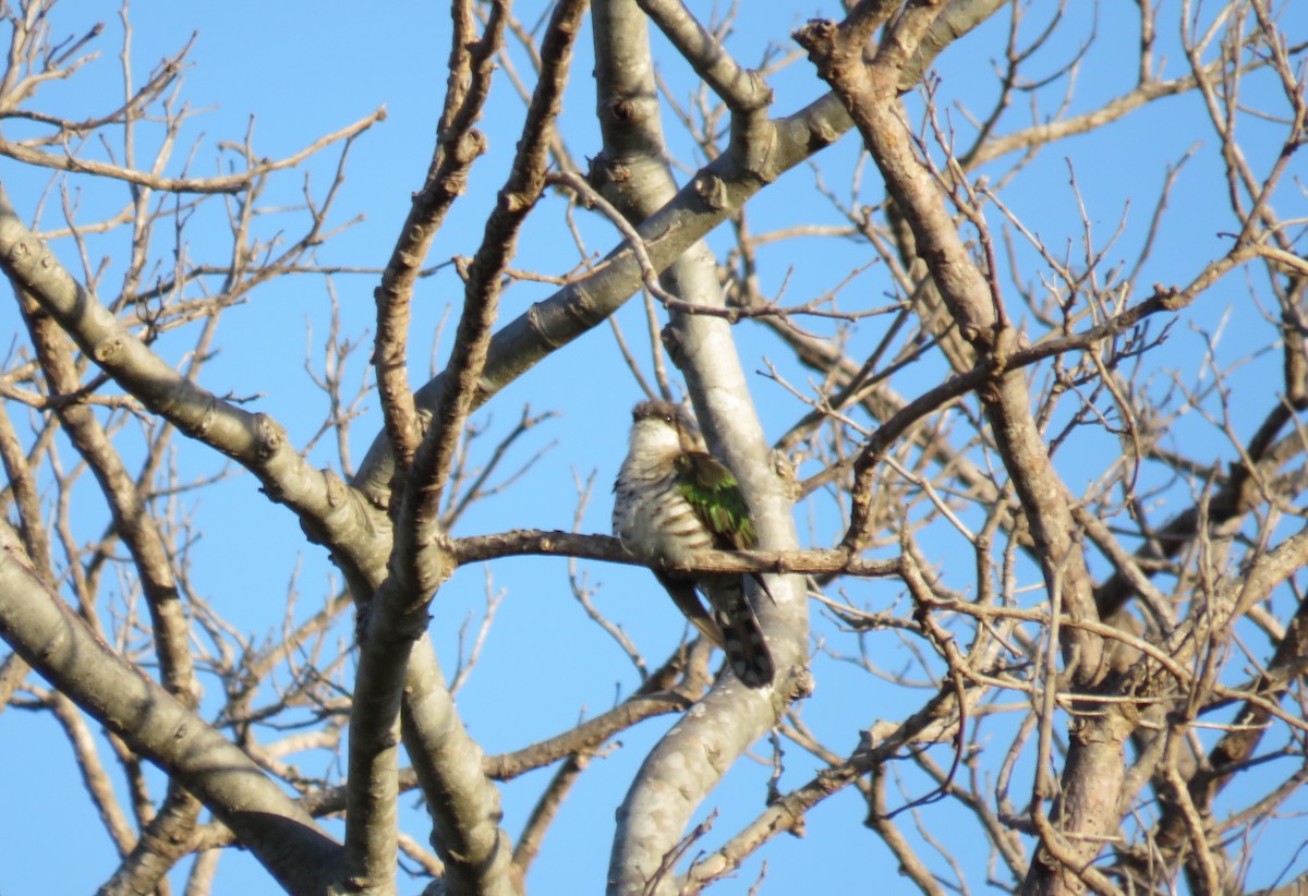 Shining Bronze-Cuckoo (New Caledonian) - Sue Beatty