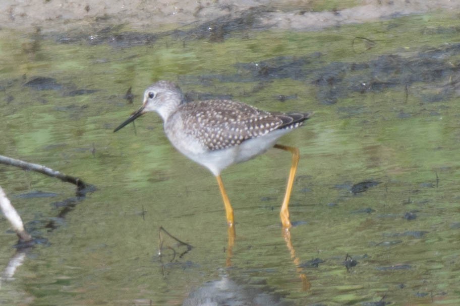 Lesser Yellowlegs - ML112111951